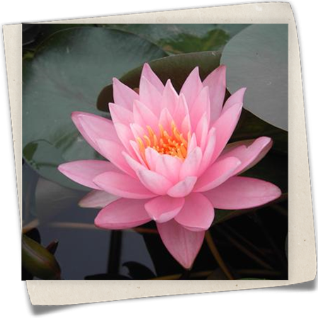 Garten-Seerose 'Rosennymphe' Garten-Seerose 'Rosennymphe'