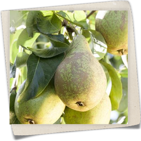 Birne 'Conference' Birne 'Conference'