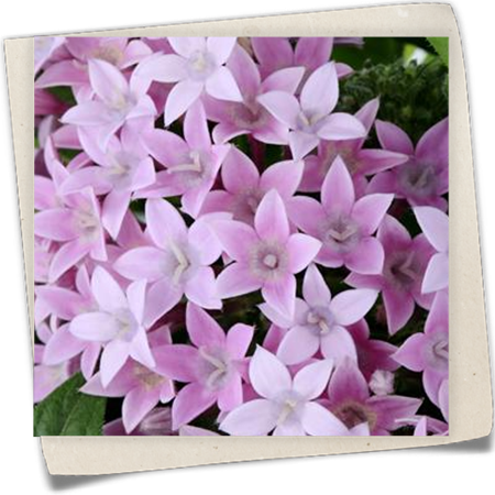 Fünfzahlstrauch Fünfzahlstrauch