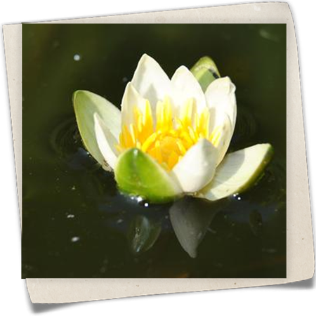 Zwerg-Seerose 'Pygmaea Alba' Zwerg-Seerose 'Pygmaea Alba'