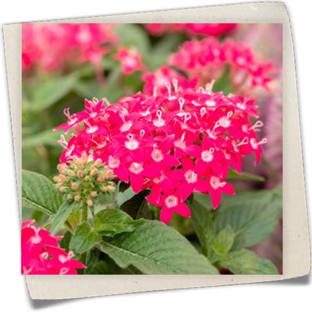 Fünfzahlstrauch Fünfzahlstrauch