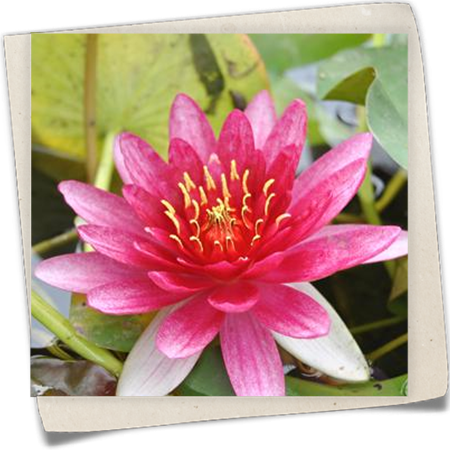 Zwerg-Seerose 'Pygmaea Rubra' Zwerg-Seerose 'Pygmaea Rubra'