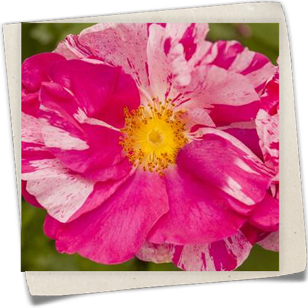 Kleinstrauchrose Kleinstrauchrose