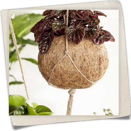 Zwergpfeffer Zwergpfeffer