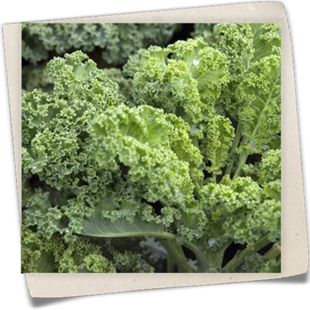 Grünkohl 'Halbhoher Grüner Krauser' Grünkohl 'Halbhoher Grüner Krauser'