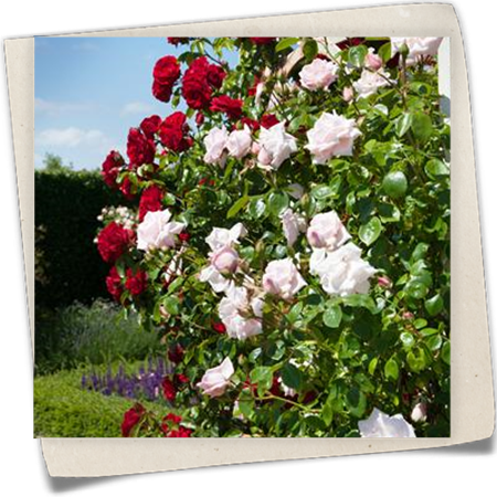 Kletterrose Kletterrose