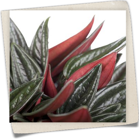 Pfefferpflanze 'Rosso' Pfefferpflanze 'Rosso'