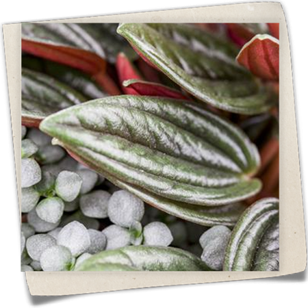 Kriechende Kanonierblume Kriechende Kanonierblume