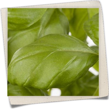 Garten-Basilikum 'Genoveser Basilikum' Garten-Basilikum 'Genoveser Basilikum'