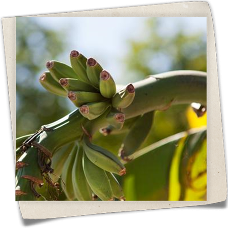 Japanische Faserbanane Japanische Faserbanane