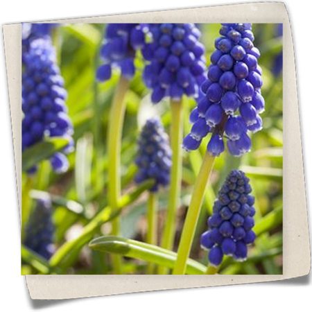 Armenische Traubenhyazinthe Armenische Traubenhyazinthe