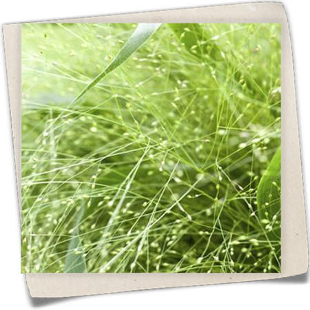 Ruten-Hirse Ruten-Hirse