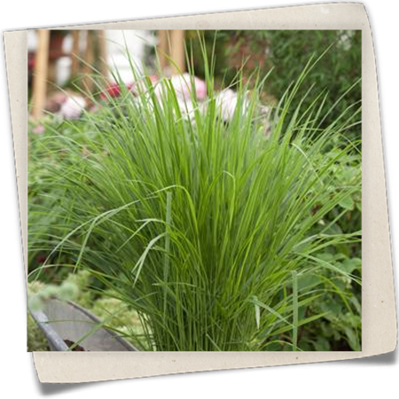 Garten-Ruten-Hirse 'Northwind' Garten-Ruten-Hirse 'Northwind'