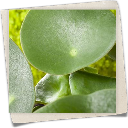 Peperomie 'Raindrop' Peperomie 'Raindrop'