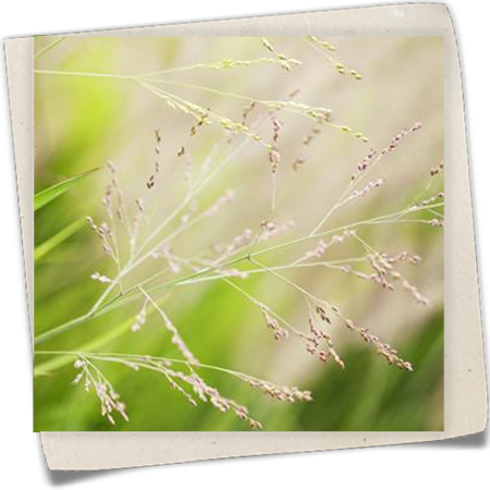 Garten-Ruten-Hirse 'Cheyenne Sky'(S) Garten-Ruten-Hirse 'Cheyenne Sky'(S)