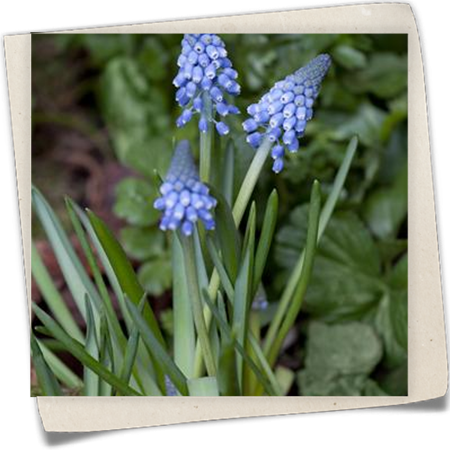 Traubenhyazinte 'Big Smile' Traubenhyazinte 'Big Smile'