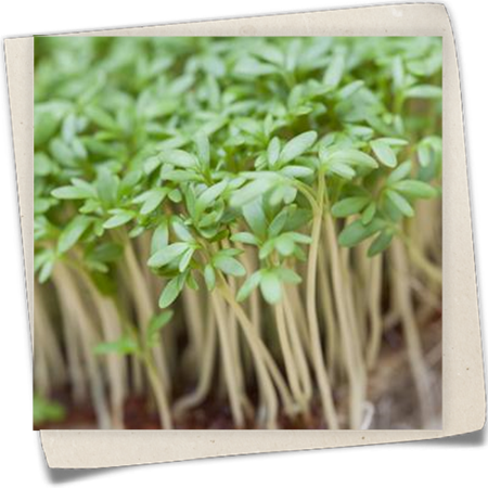 Gartenkresse Gartenkresse