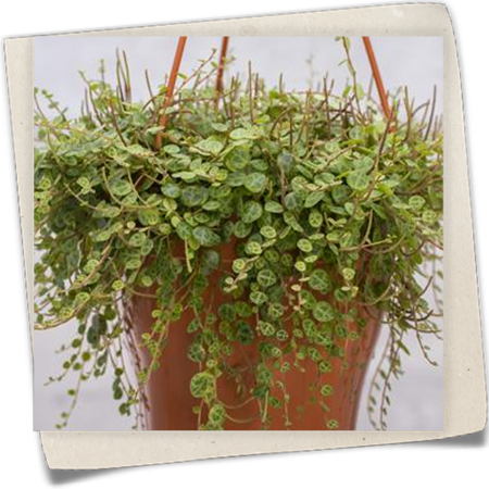 Zwergpfeffer Zwergpfeffer