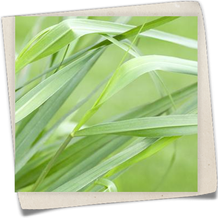 Garten-Ruten-Hirse 'Hänse Herms' Garten-Ruten-Hirse 'Hänse Herms'