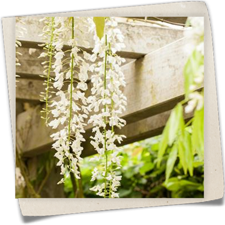 Weißer Blauregen Weißer Blauregen