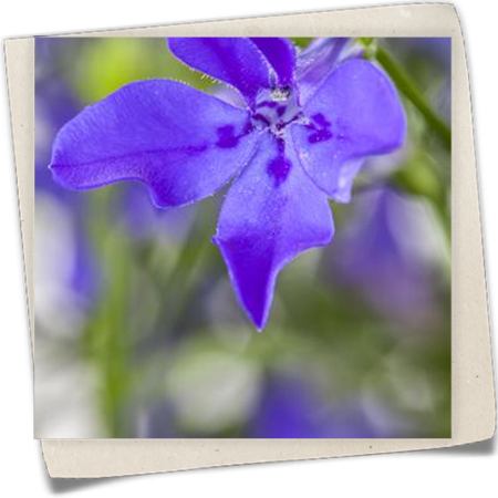Blaue Lobelie Blaue Lobelie