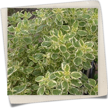 Weißbuntes Strauch-Basilikum Weißbuntes Strauch-Basilikum