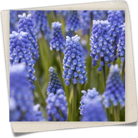 Traubenhyazinthe 'Blue Magic' Traubenhyazinthe 'Blue Magic'