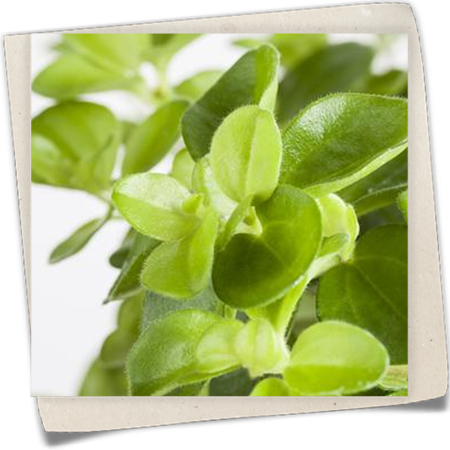 Zwergpfeffer 'Rondo Veneziano' Zwergpfeffer 'Rondo Veneziano'