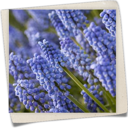 Traubenhyazinthe 'Early Magic' Traubenhyazinthe 'Early Magic'