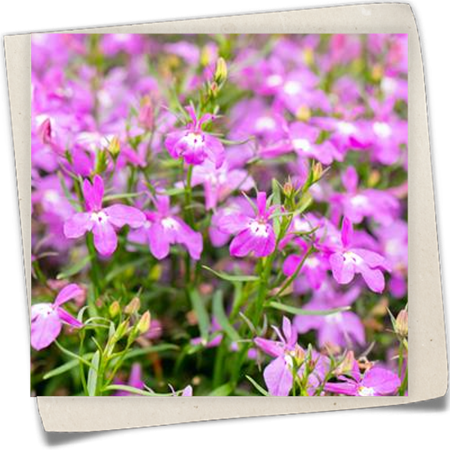 Lobelie 'Bella Rosa' Lobelie 'Bella Rosa'