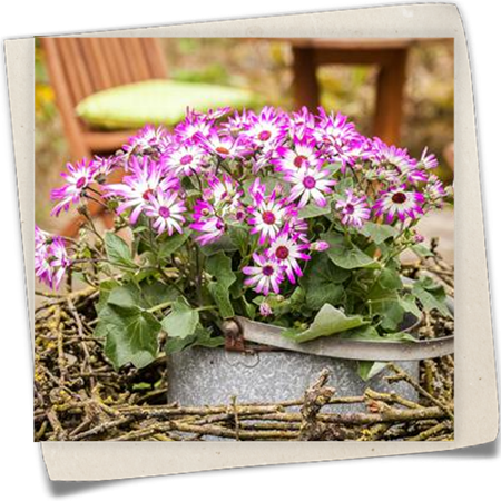 Aschenblume Aschenblume