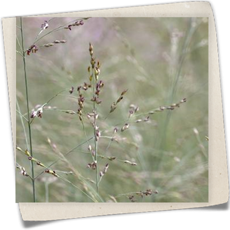 Garten-Ruten-Hirse 'Prairie Sky' Garten-Ruten-Hirse 'Prairie Sky'