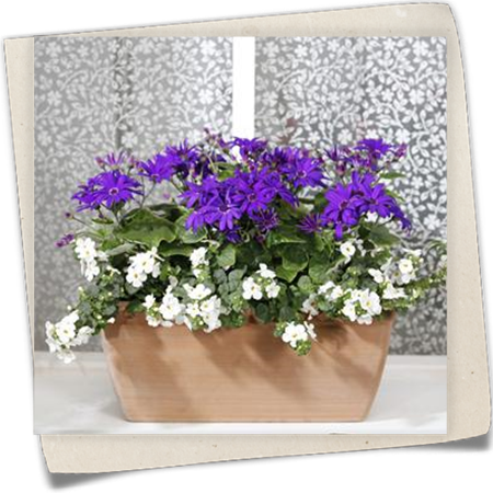 Aschenblume Aschenblume