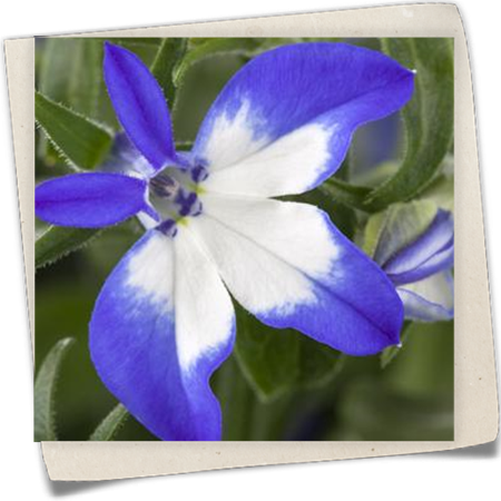 Lobelie 'Richardii' Lobelie 'Richardii'