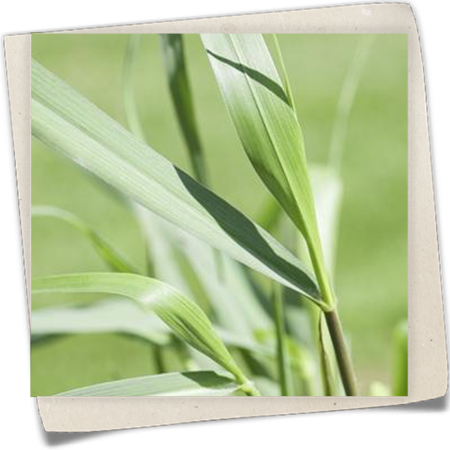 Garten-Ruten-Hirse 'Squaw' Garten-Ruten-Hirse 'Squaw'