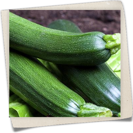 Balkonzucchini Balkonzucchini