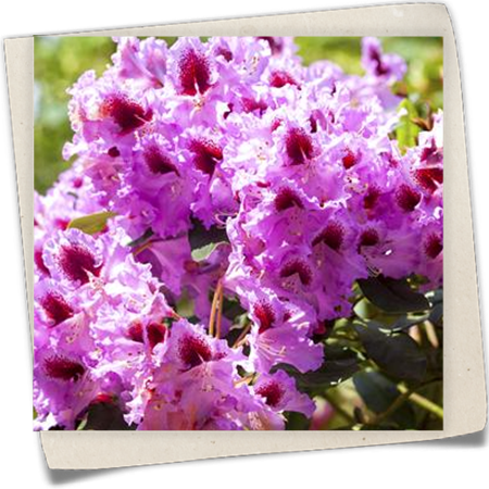 Rhododendron-Hybride 'Kabarett'® Rhododendron-Hybride 'Kabarett'®