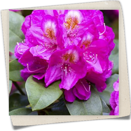 Rhododendron-Hybride 'Kate Waterer' Rhododendron-Hybride 'Kate Waterer'
