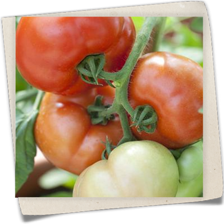 Tomate 'Fantasio F1' Tomate 'Fantasio F1'