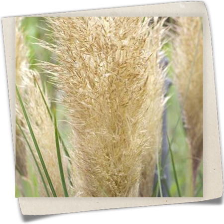 Pampasgras Pampasgras