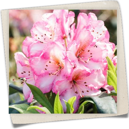 Rhododendron 'Kurfürstin Sophie' Rhododendron 'Kurfürstin Sophie'