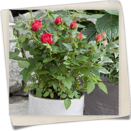 Minirose Kordana® Minirose Kordana®