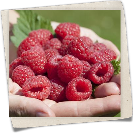 Gemeine Himbeere Gemeine Himbeere