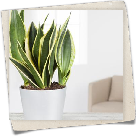 Bogenhanf 'Black Gold' Bogenhanf 'Black Gold'