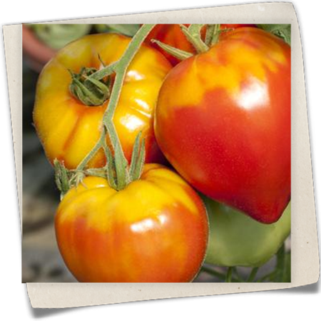 Tomate 'Gourmandia F1' Tomate 'Gourmandia F1'
