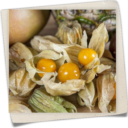 Ananaskirsche 'Goldmurmel' Ananaskirsche 'Goldmurmel'