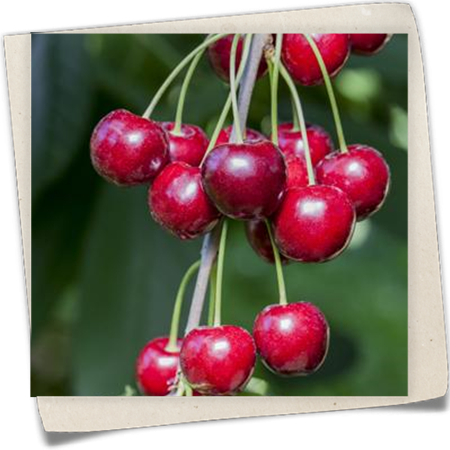 Sauerkirsche Sauerkirsche