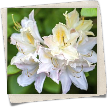 Sommergrüne Azalee 'Frederic de Merode' Sommergrüne Azalee 'Frederic de Merode'