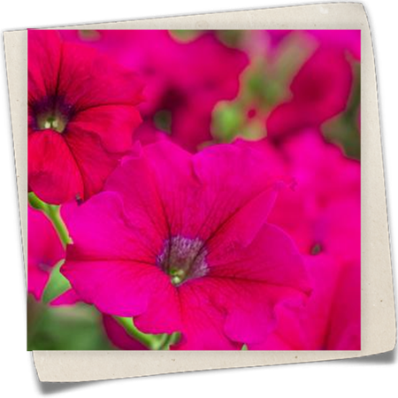 Petunie Petunia 'AlpeTunia'® Petunie Petunia 'AlpeTunia'®