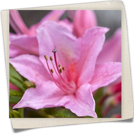 Rhododendron 'Jolie Madame' Rhododendron 'Jolie Madame'